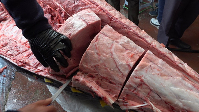 Sardalya avlarken 450 kiloluk orkinos yakaladılar - Resim: 1