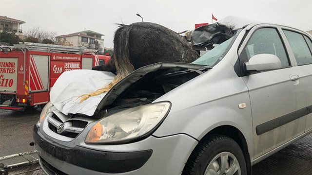 İstanbul'da yürek sızlatan kaza! 3 at telef oldu atın biri ön camdan böyle girdi - Resim: 0