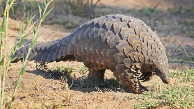 Pangolin hayvanı nerede yaşar pangolin neye benzer? - Resim: 0