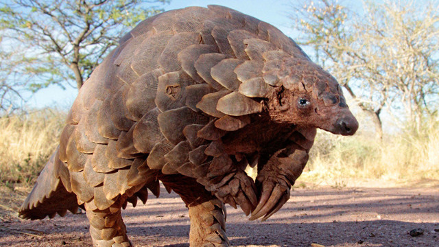 Coronavirüs maskesi fiyatı ne kadar? N95 9332 maskesi almanız lazım - Resim: 1