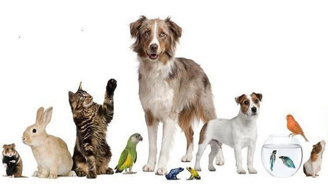 Tarım ve Orman Bakanlığı ülkeye pet hayvanı girişi durdurulduğunu açıkladı - Resim: 0