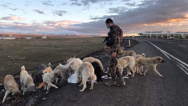 Kars'ta polis ekipleri kendi yemeğini sokak hayvanlarıyla paylaştı - Resim: 1