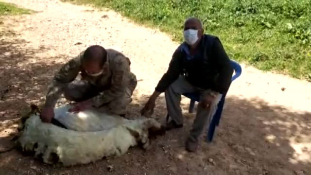 Gaziantep'te asker yaşlı adamın 20 koyununu kırktı - Resim: 0