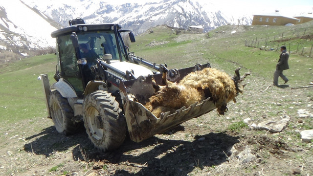 Hakkari'de ayının ahıra girip telef ettiği 50 koyun gömüldü - Resim: 0