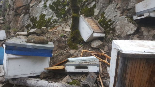 Ordu'da ayılar kovanlara dadandı tüfekle bekliyorlar - Resim: 3