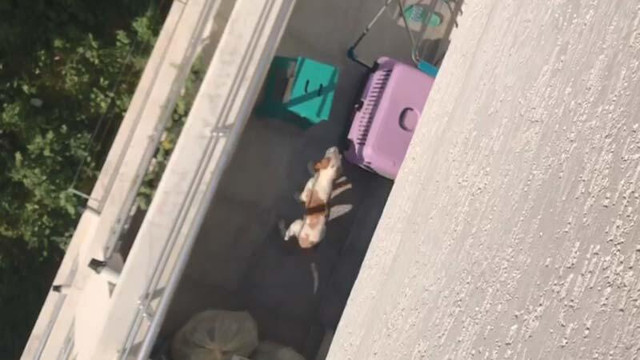 Bursa'da köpeğini döven komşusunu kayda alıp şikayet etti: İnleme sesleri duyuyorum - Resim: 0