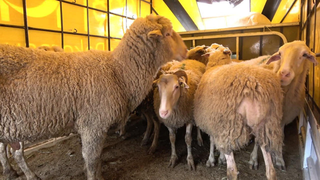 Esenyurt'ta kaçak koyun kestirip sattı zabıta el koydu - Resim: 2