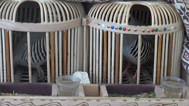 Batman'da keklik kafesi yaparak 7 çocuk yetiştirdi - Resim: 1