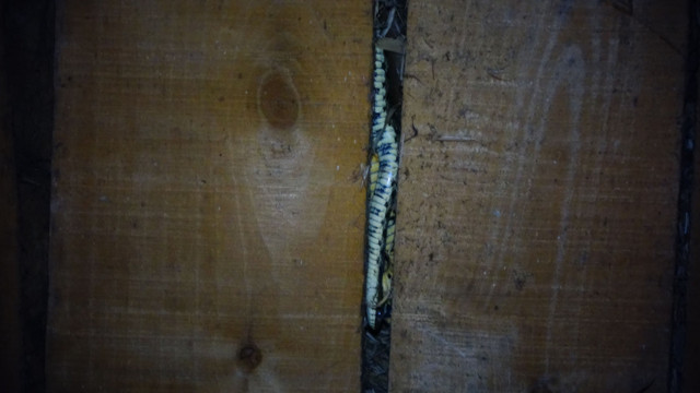 Hakkari'de yaşadıkları toprak evi yılanlar bastı - Resim: 1