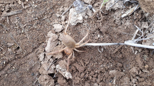 Sivas'ta et ile beslenen 'Sarıkız' örümceği görüldü - Resim: 1