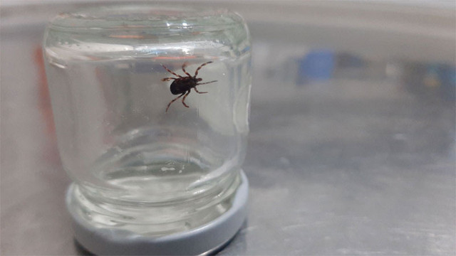 Sivas ve Kayseri'de 1 günde 3 kişi öldü vaka sayısı arttı öldürücülük özelliği koronadan fazla - Resim: 1