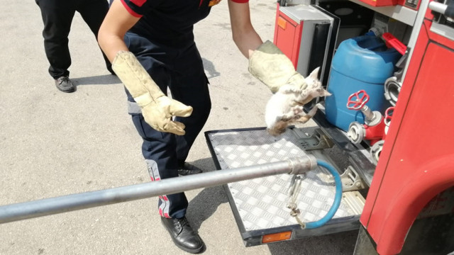 Adana'da itfaiye ekiplerinin küçük yaramazla mücadelesi - Resim: 1