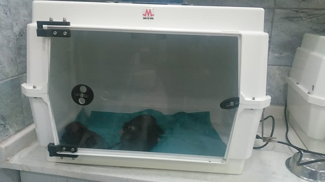 Balıkesir'de ağzı bağlanıp dereye atılan çuvaldan çıkana bakın! - Resim: 1