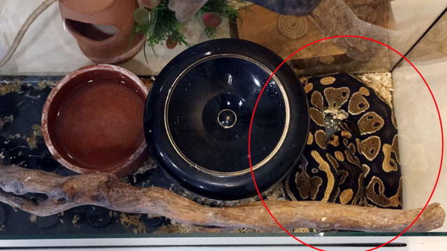 Antalya'da 'pitonlu tefeci çetesi' siyanürle ailesini katleden adamın kayınvalidesini de borçlandırmış - Resim: 0