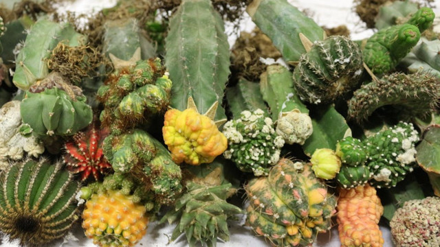 Esendere Gümrük Kapısı'nda halüsinasyona neden olan 'peyote kaktüsü' ele geçirildi - Resim: 0