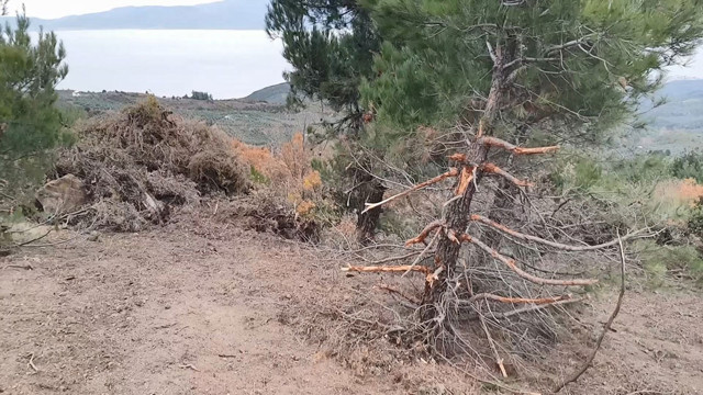 Koronavirüs talanı! Bursa'da uyanıklar virüsü fırsat bilip evlet arazilerine çöktü - Resim: 0