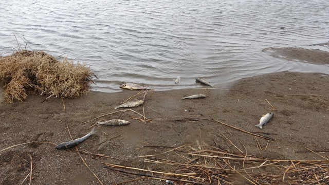 Çanakkale'de çay ile denizin birleştiği noktada balık ölümleri - Resim: 0