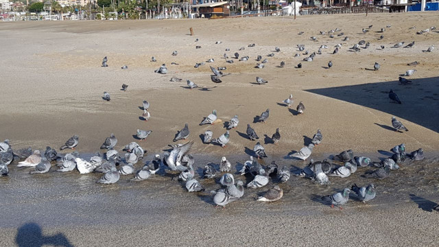 Antalya Alanya'da fırtına sonrası eline dedektör alan sahile koştu - Resim: 0