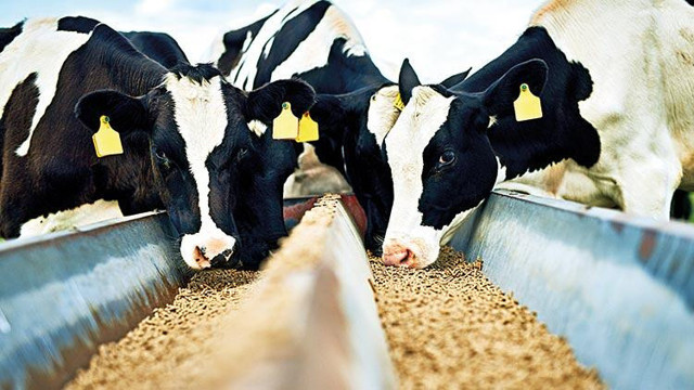 Dolar düştü gıda fiyatları neden normale dönmüyor? sektör temsilcileri açıkladı - Resim: 0