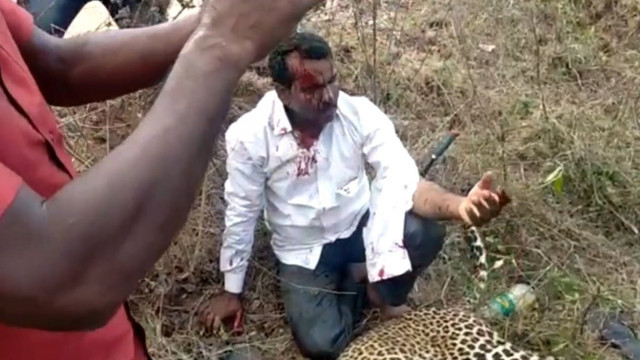 Hindistan'da bir adam ailesine saldıran leoparı elleri ile öldürdü - Resim: 1