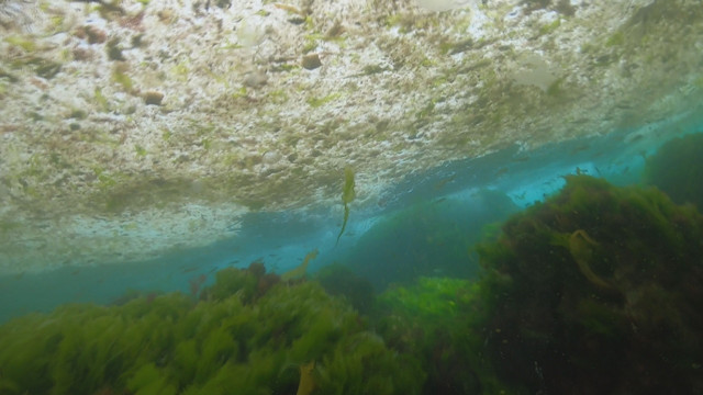 Marmara'daki deniz salyası kabusu ABD'de haber oldu - Resim: 0