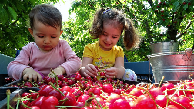 Tokat tarlalarında 9 liraya mal edilen kiraz markette 20 liraya alıcı buluyor - Resim: 0