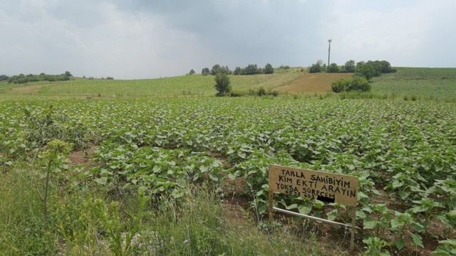 Almanya'dan memleketi Bursa'ya geldi tarlasını görünce şoke oldu: Komik bir durum - Resim: 1