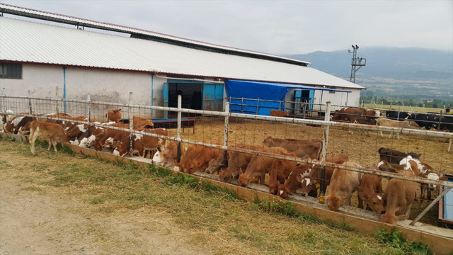 İstanbul'da 'ucuz araba' vurgunu: Dolandırdıkları 90 milyonla çiftlik kurmuşlar - Resim: 1