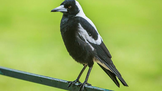 Avustralya'da 5 aylık bebeğin korkunç ölümü! Annesinin kucağındayken saldırdı - Resim: 0