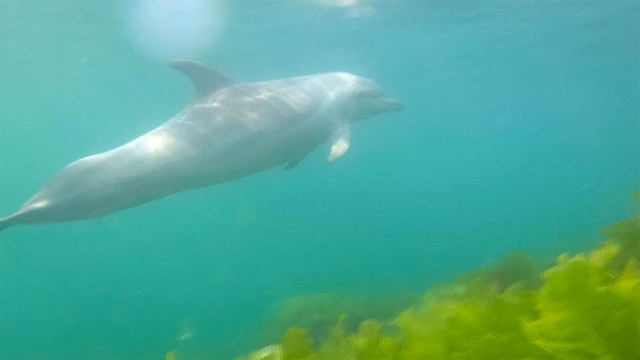 İstanbul Yenikapı açıklarında dalgıça sürpriz! Su altında ilk defa gördüm - Resim: 0
