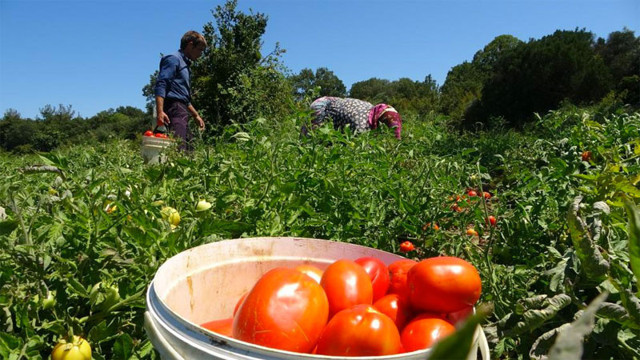 Çanakkale'de domates hasadı krizi! Aracılar 70 kuruştan almak isteyince üreticiler tarlada bıraktı - Resim: 1