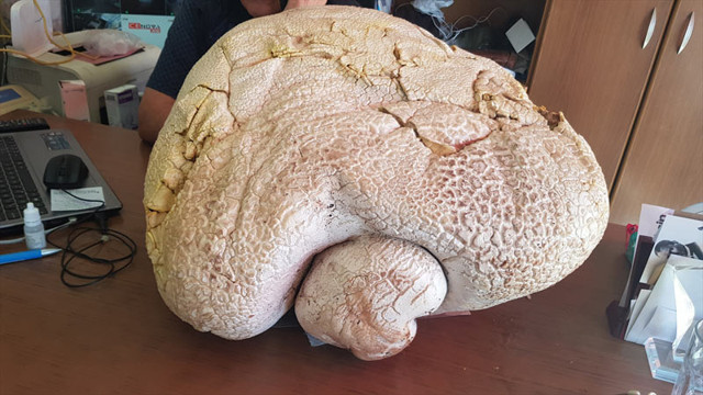 Mersin'de yaylada gezerken kaya zannetti yaklaşınca anladı bir süre bahçede sergileyecek - Resim: 1