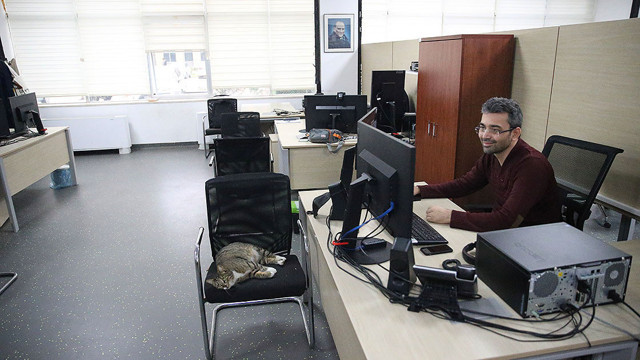 Üniversite çalışanları 15 kediyle aynı ofisi paylaşıyor - Resim: 0