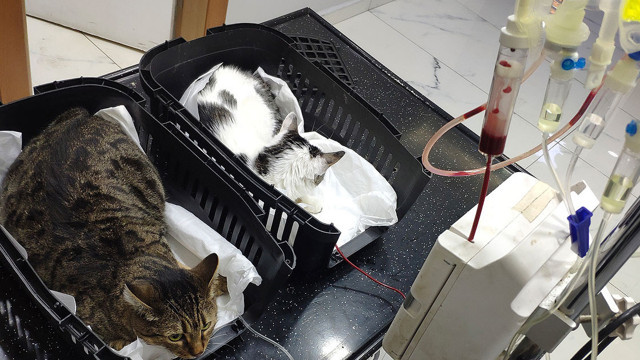 Öğretmenin sahiplendiği sokak kedisi 'Nazlı'ya kardeşi 'Çakıl'dan kan nakli yapıldı - Resim: 0