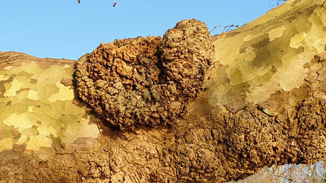 TEMA'dan İstanbul'da kesilen çınar ağaçlarıyla ilgili açıklama meğer kanser olmuşlar - Resim: 0