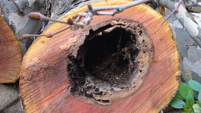 TEMA'dan İstanbul'da kesilen çınar ağaçlarıyla ilgili açıklama meğer kanser olmuşlar - Resim: 3