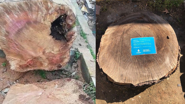 TEMA'dan İstanbul'da kesilen çınar ağaçlarıyla ilgili açıklama meğer kanser olmuşlar - Resim: 2