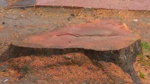 TEMA'dan İstanbul'da kesilen çınar ağaçlarıyla ilgili açıklama meğer kanser olmuşlar - Resim: 1