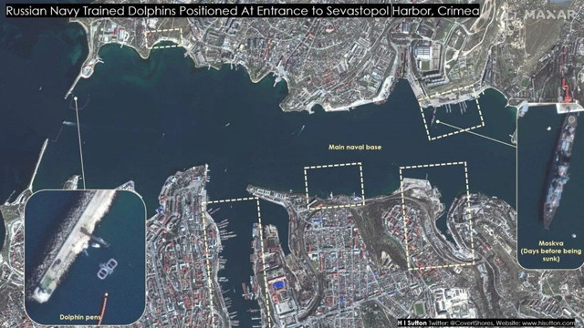 Rusya savaşta eğitimli yunusları kullandığını ortaya çıktı - Resim: 0