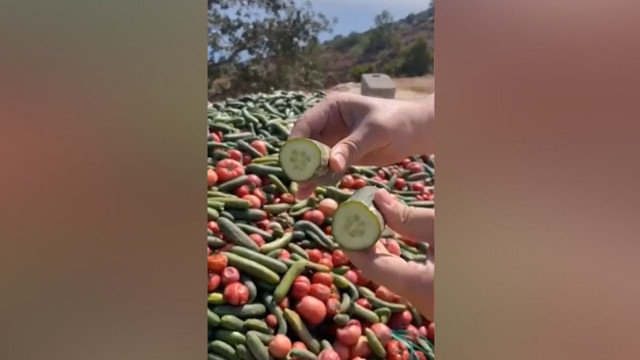 Fırsatçılar yine iş başında! Antalya'da tonlarca sebzeyi boş araziye döktüler - Resim: 2