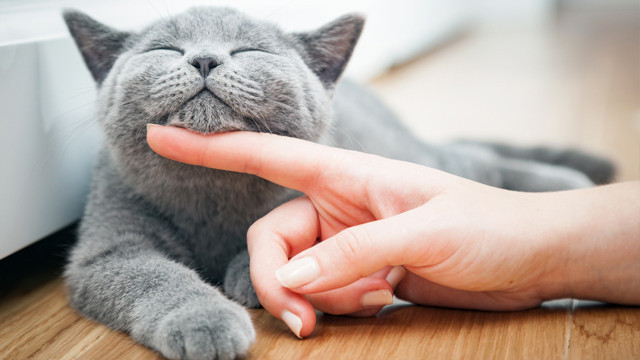 Kediler için resmen ilan edildi hayvanseverler ayağa kalktı - Resim: 0