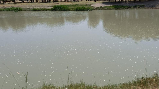 Erzurum'da serinlemek isteyişi annesinin canına mâl oldu - Resim: 1
