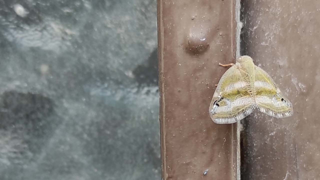 Karadeniz'in vampir kelebekleri İstanbul'a geldi! Plastik gibi diyorlar - Resim: 0
