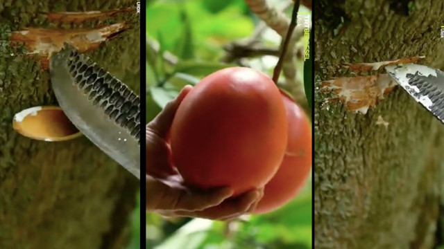 Bir damlası bile yılan zehrinden on kat etkili! Bu ağaçtan çıkan sıvı anında öldürüyor - Resim: 0