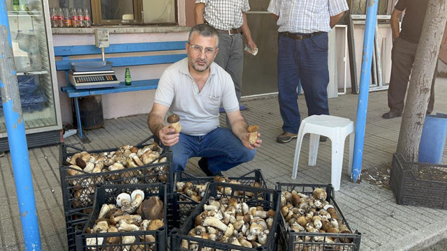 Günlük 600 lira kazanıyorlar! Tüccarlar bu mantar için sıraya girdi kapış kapış gidiyor - Resim: 1