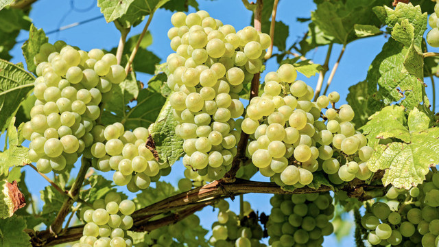 Günde 4 tane yeyin ömrünüz 5 sene uzasın!  İşte üzümün bilinmeyen bir faydası daha - Resim: 0