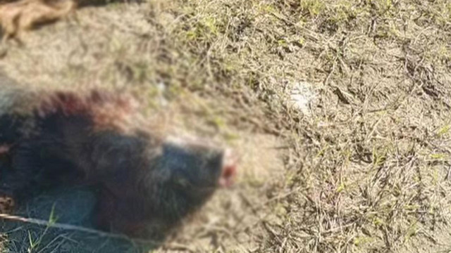 İstanbul'da dehşete düşüren manzara! Hepsi ormanlık alanda bulundu etlerini alıp... - Resim: 0