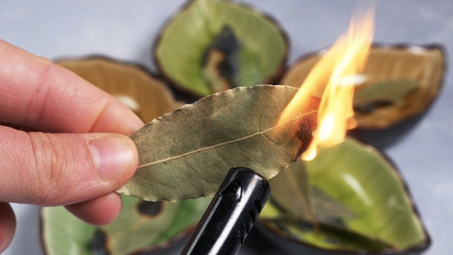Defne yaprağındaki mucize yakın ve 10 dakika bekletin! Bakın ne oluyor... - Resim: 1