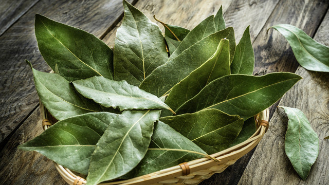 Defne yaprağındaki mucize yakın ve 10 dakika bekletin! Bakın ne oluyor... - Resim: 2