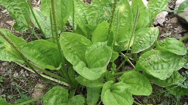 Kuru öksürük varsa sıcak suya katın için! Sinir otunun yok artık dedirten faydası - Resim: 0